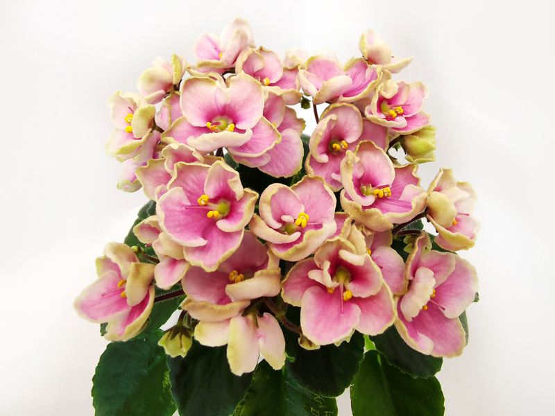 Hunters Coral Caress.jpg
