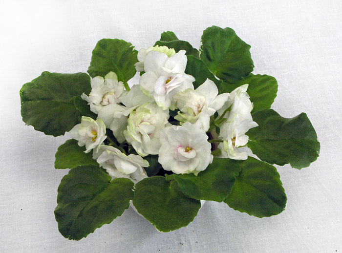 1 место – Ma's Bridal Bouquet (O. Robinson), колл. С. Патрушева
