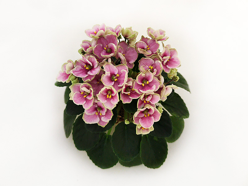 2 — Hunter's Coral Caress (K.Muzalewski)  Е.Галицкая.jpg