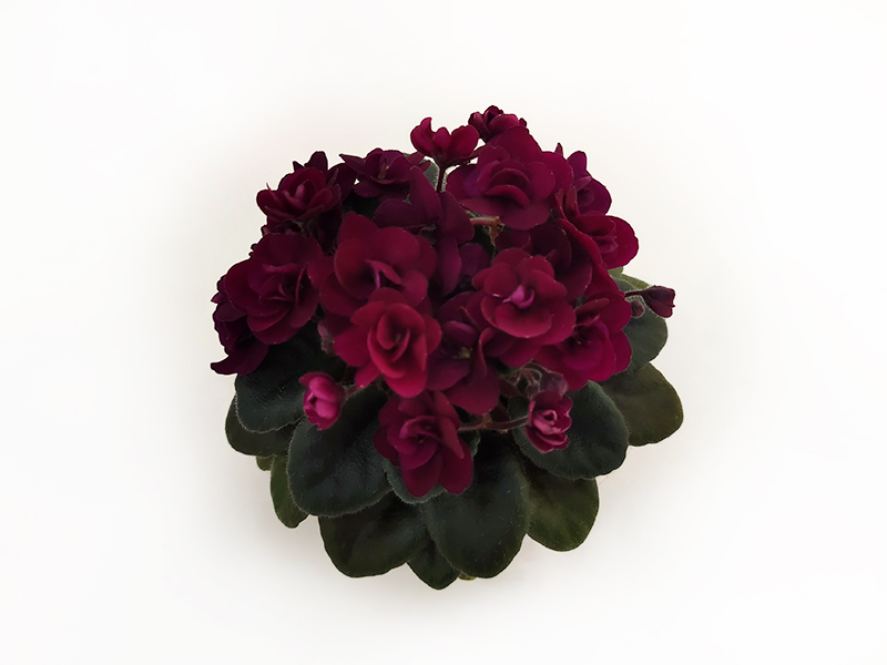 1 - Precious Red (H.Pittman)  Т.Клещукова.jpg
