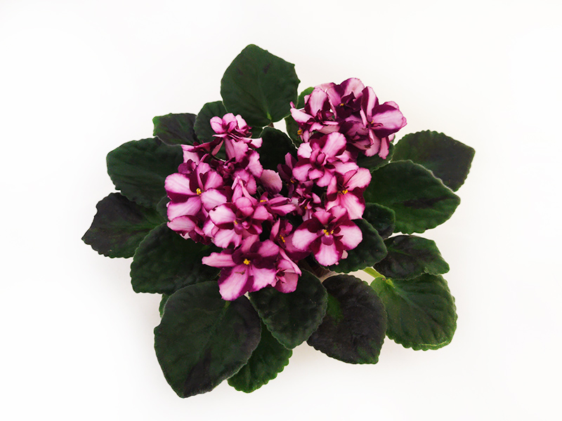 1 - LC's Raspberry Whisper (L. Canning)  Л.Пак.jpg