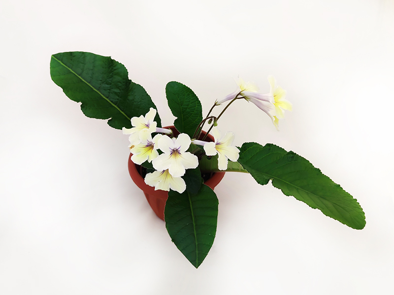 1 - Bristol's Zesty Lemon (R.Robinson)  Н.Дорофеев.jpg