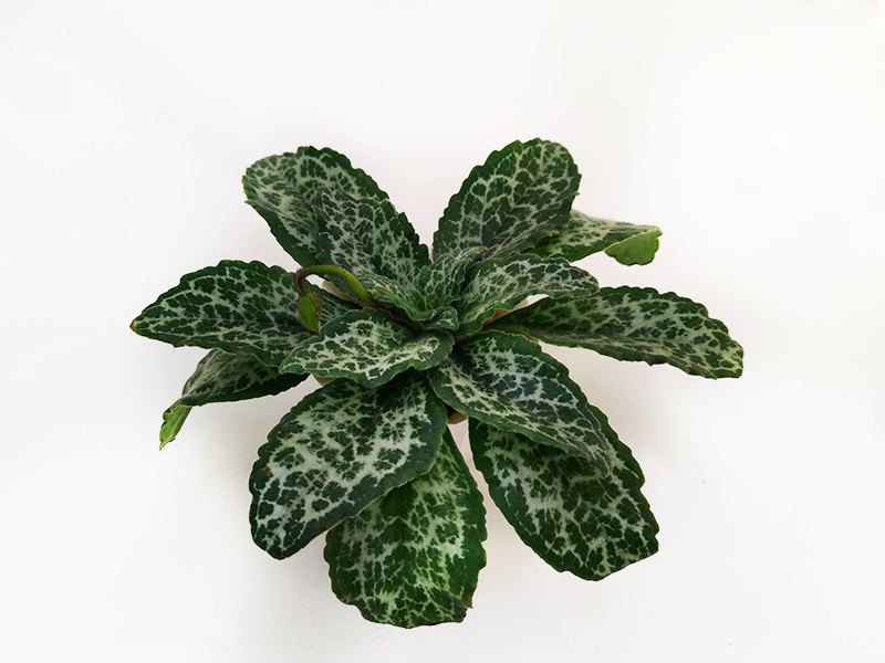 3 — Примулина sinensis 'Hisako'  И.Рачков.jpg