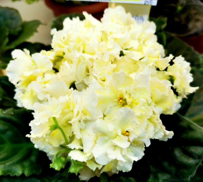 IMG_20230129_100912.jpg