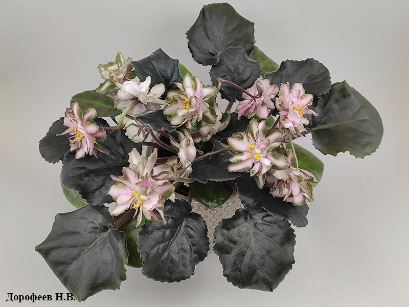 Dn-Рахат Лукум