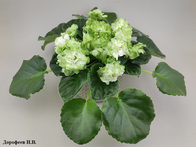 Spring Rose
