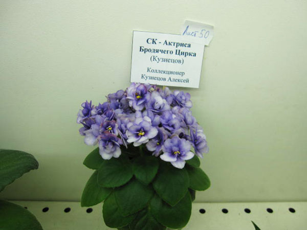 СК-Актриса-Бродячего-Цирка колл.А.Кузнецов,фДФ.jpg