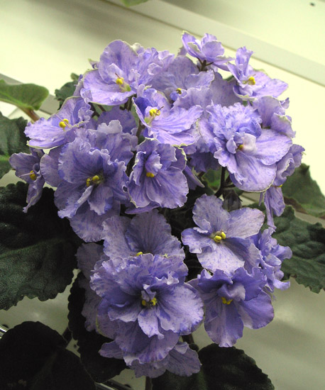 Озорные Волки Blue (Архипов), колл. О. Аксёнкина.