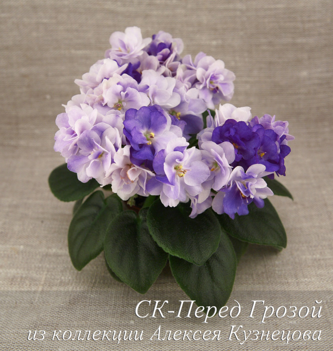 СК-Перед Грозой колл. и ф.А.Кузнецова.jpg