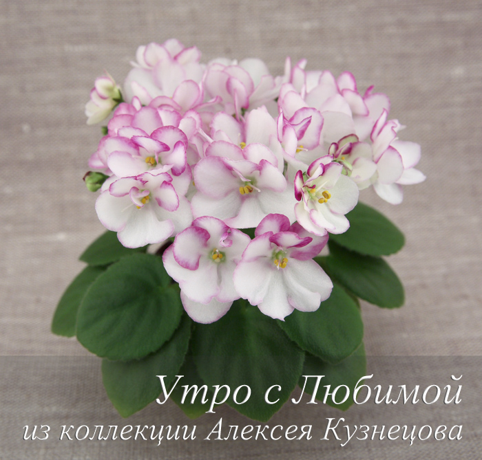 СК-Утро с Любимой колл.и ф. А.Кузнецов.jpg
