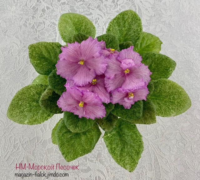НМ - Морской Песочек (Н.Баранова).jpg