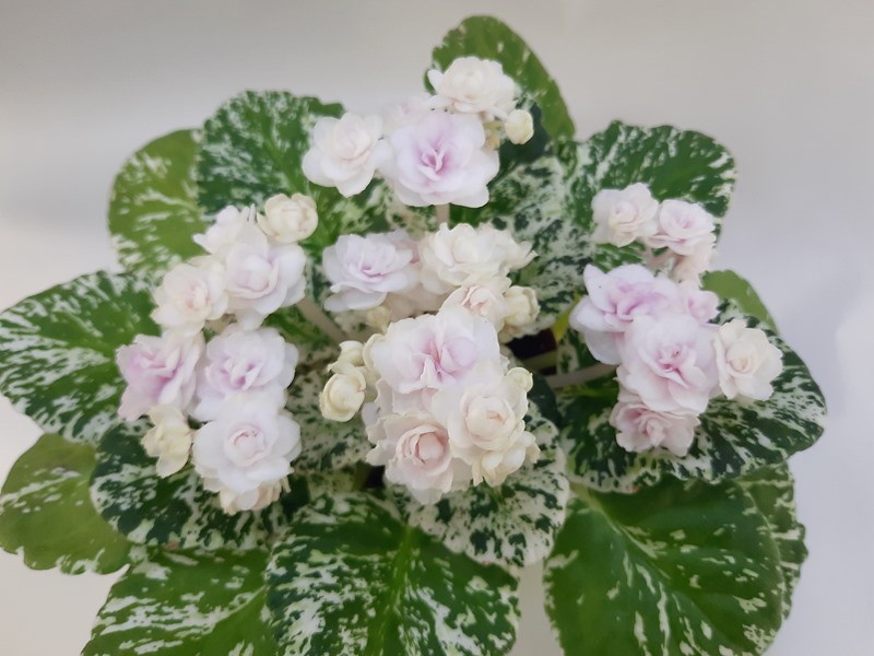 Watermelon Snow.jpg