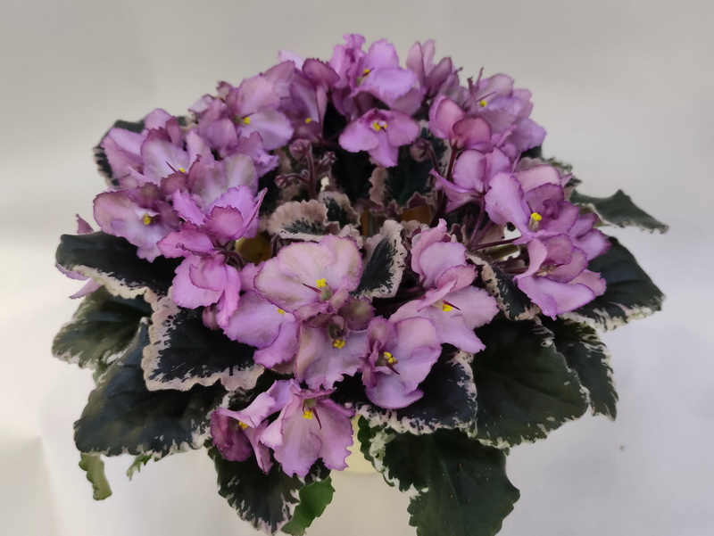 Wild Irish Rose.jpg