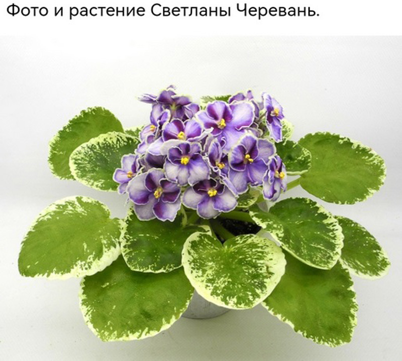 ююю2.э1.а..бш....jpg