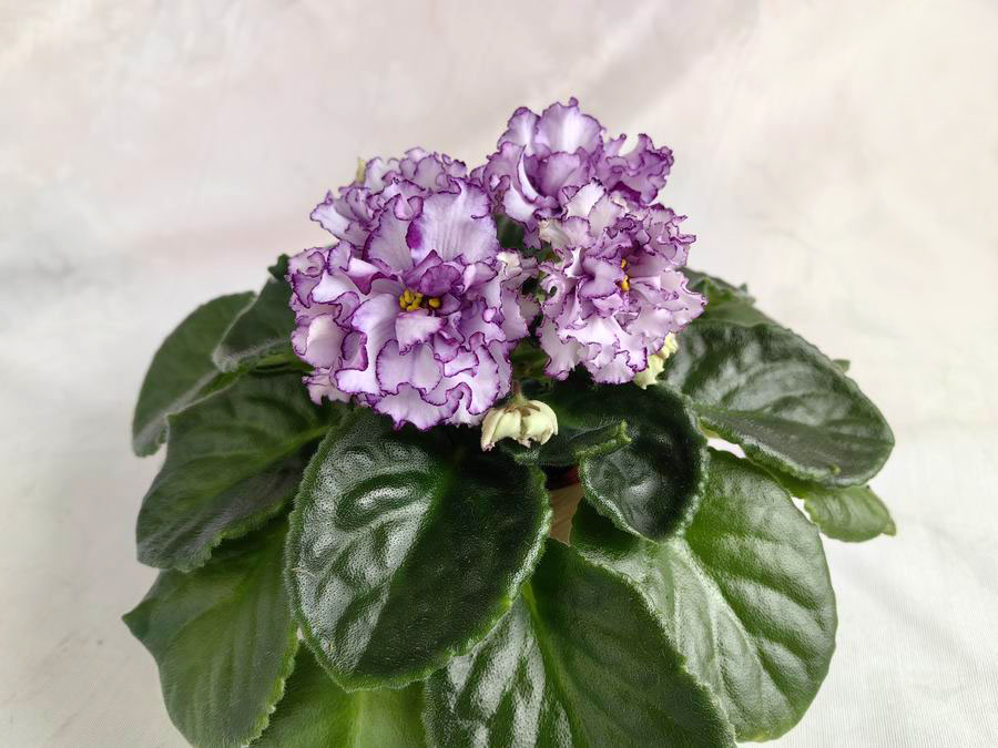 Ален-Organza Purpur.jpg