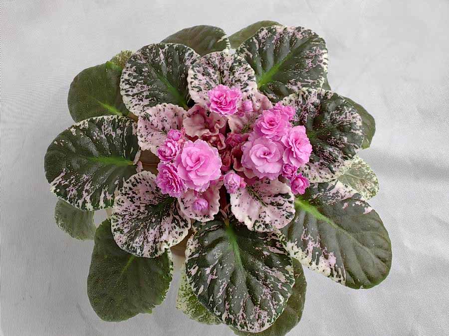 Rose Bouquet.jpg