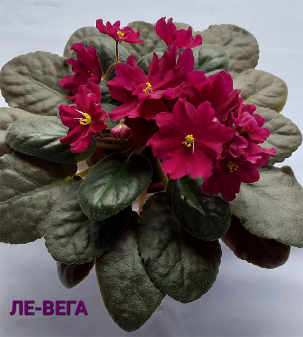 ЛЕ-Вега
