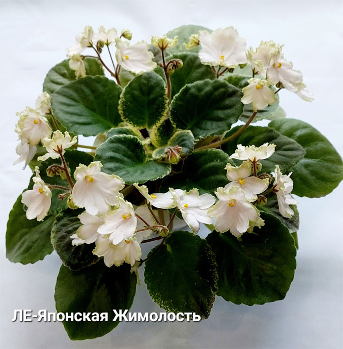 ЛЕ-Японская Жимолость