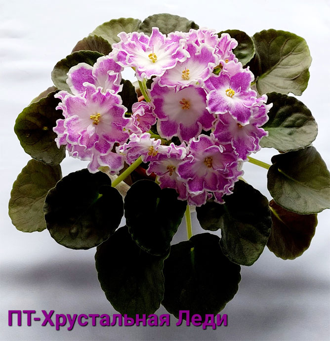 ПТ-Хрустальная Леди
