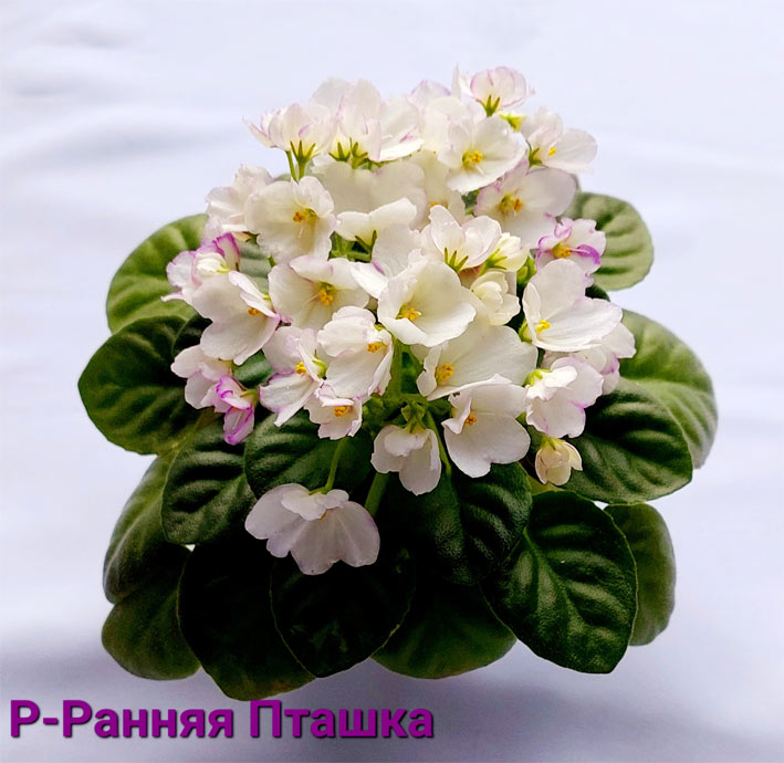 Р-Ранняя Пташка