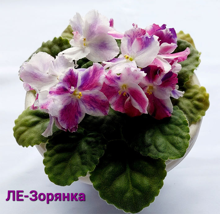 ЛЕ-Зорянка