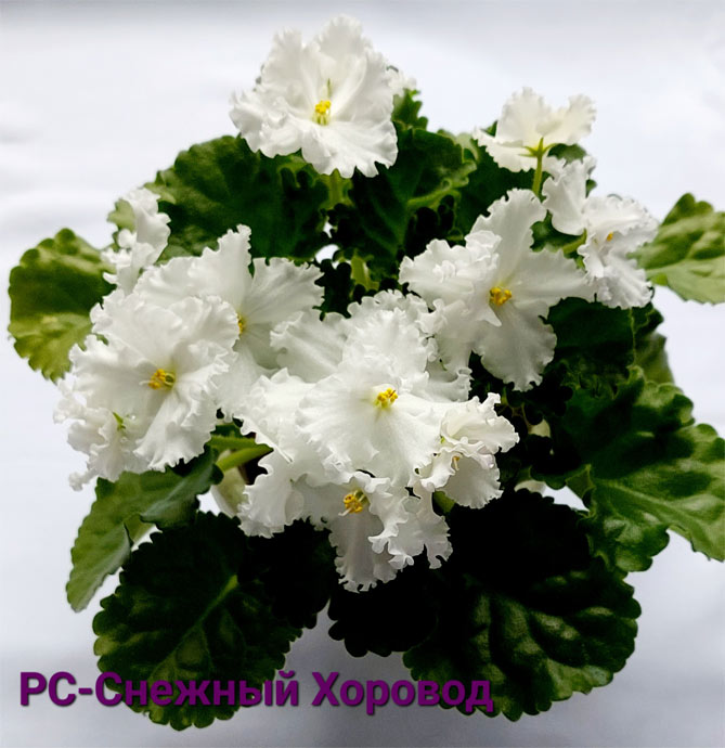 РС-Снежный Хоровод