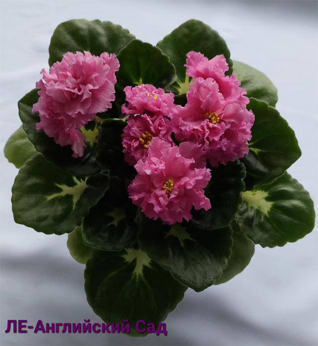 ЛЕ-Английский Сад