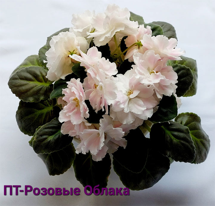 ПТ-Розовые Облака