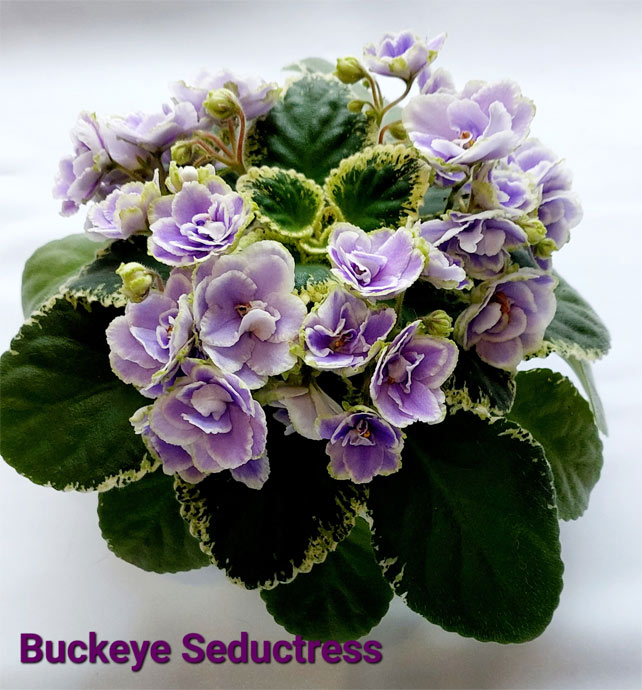 Buckeye Seductress