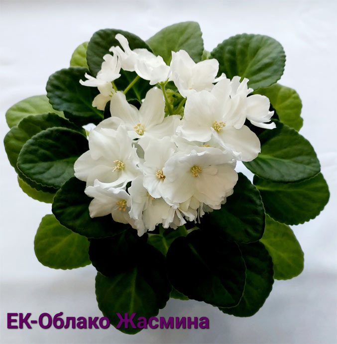 ЕК-Облако Жасмина