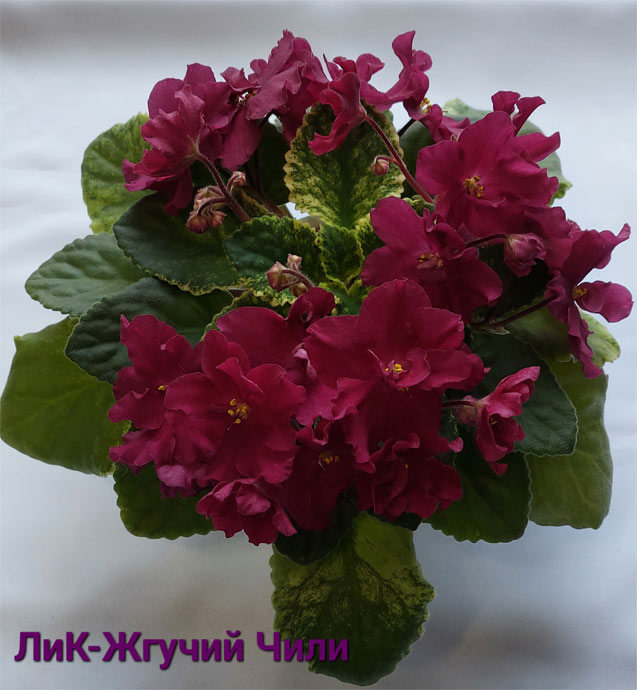 ЛиК-Жгучий Чили