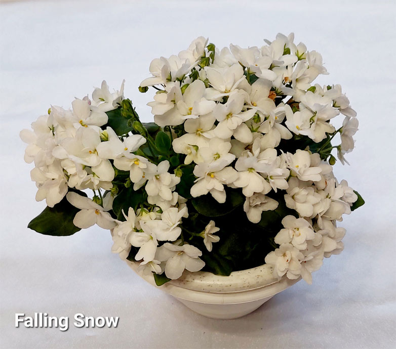 Falling Snow