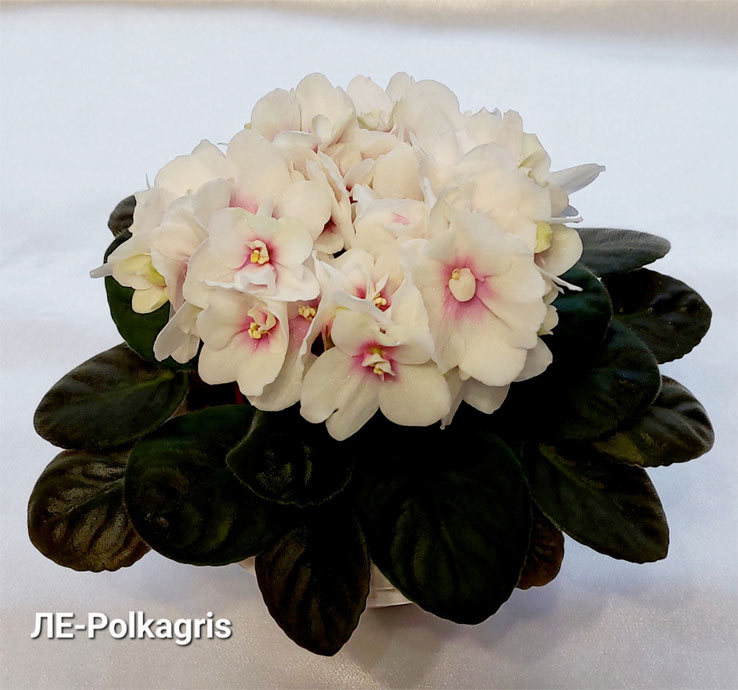 ЛЕ-Polkagris