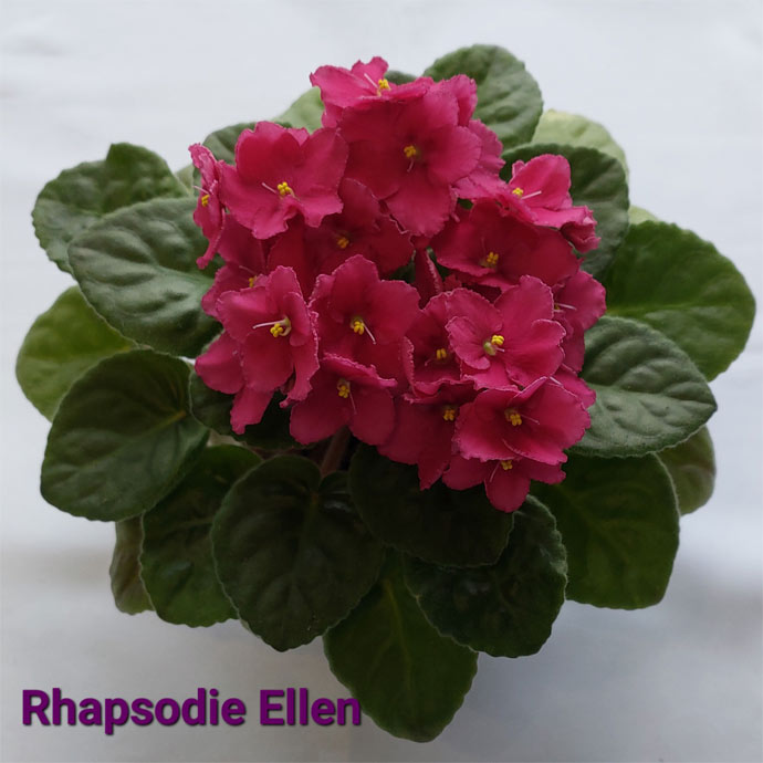 Rhapsodie Ellen