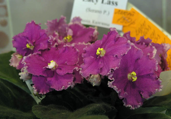 Lacy Lass