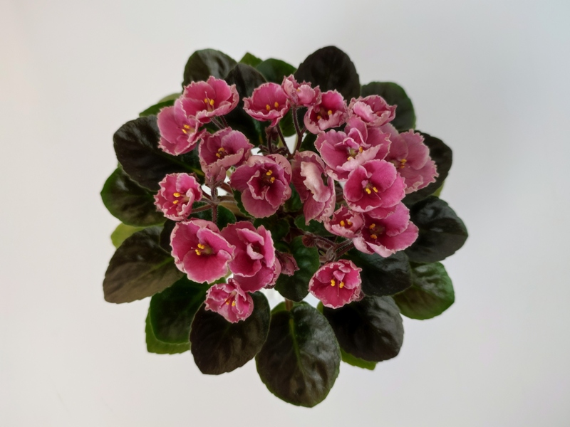 Hunter's Coral Caress.jpg