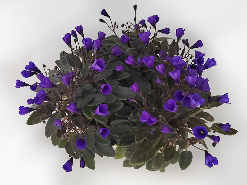 Vallarta Campanas Moradas.jpg