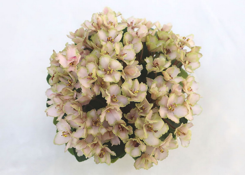 Emerald Pink (LLG)  колл.И.Щедрина.JPG