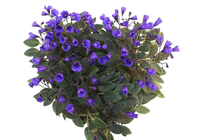 Vallarta Campanas Moradas (G.Beck)  колл. Л.Галицкая.JPG