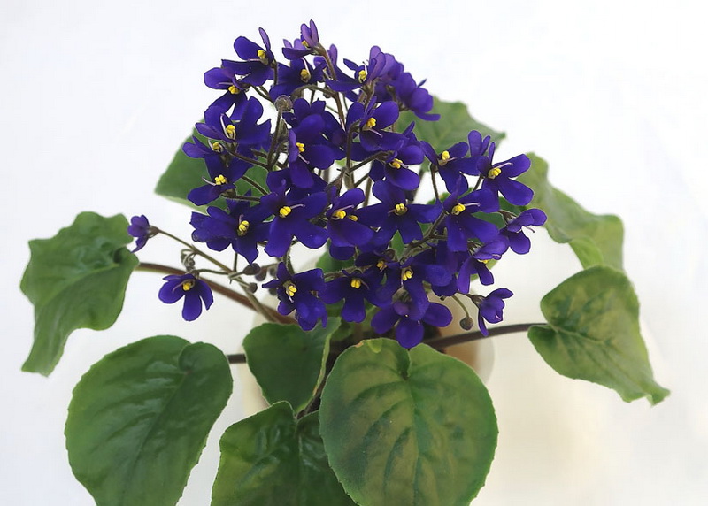 S.orbicularis var.purpurea  колл.Н.Старостенко.JPG