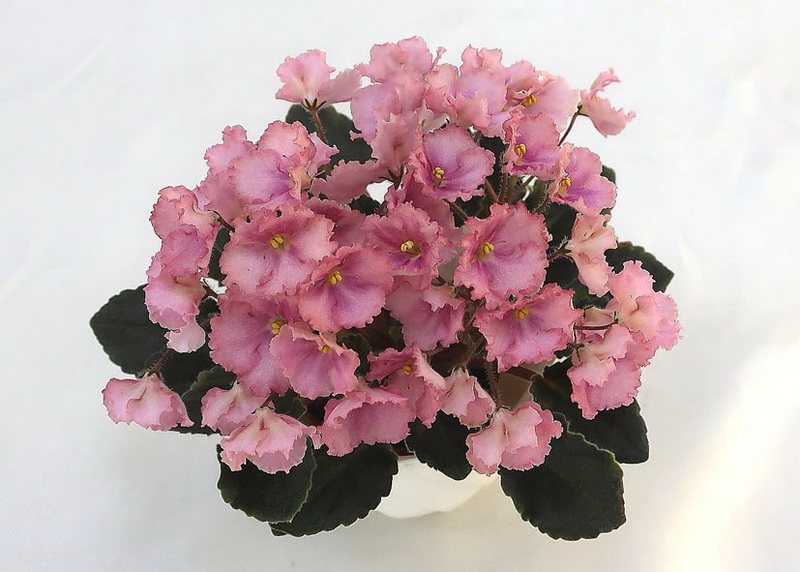 Rob's Antique Rose спорт  колл.Н.Старостенко.JPG