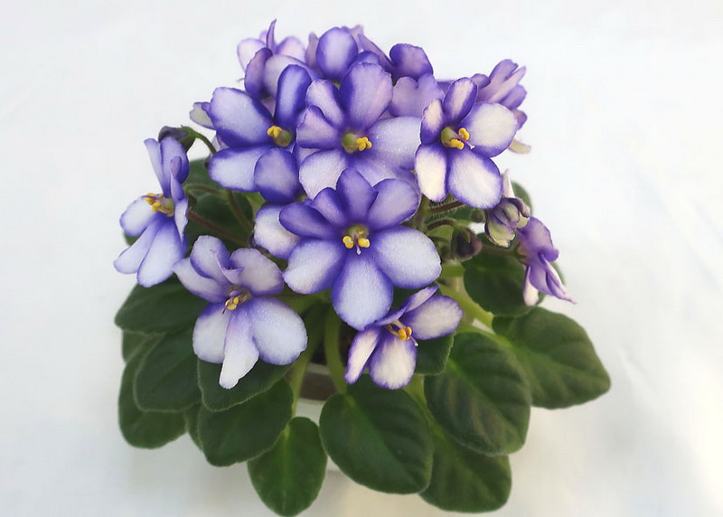 Alan's Snowdrops спорт  колл.И.Милехин.JPG