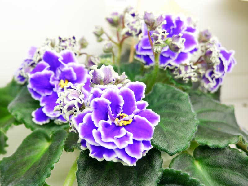 http://www.domfialki.ru/forum3/download/file.php?mode=view&amp;id=173449&amp;sid=b0a1597bcd24db6d3d7318e8b58bb188