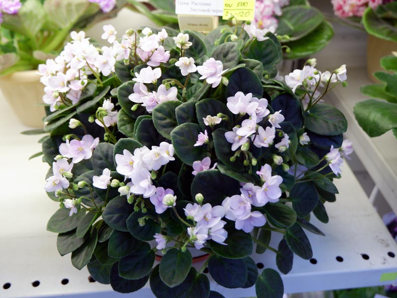 White Robi(Галицкая).jpg