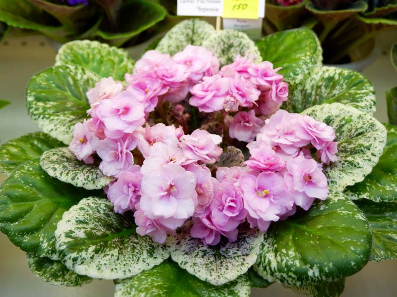 Rose Bouquet(Нестерова).jpg