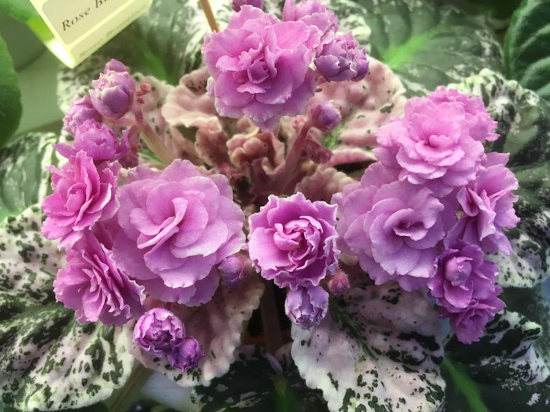 Плессер Rose Bouquet.jpg