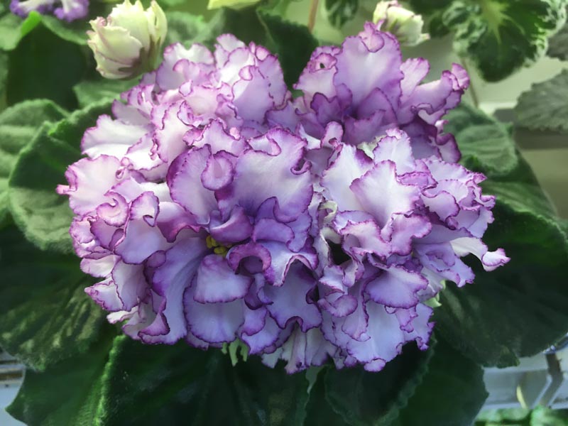 Плессер Ален-Organza Purpur.jpg