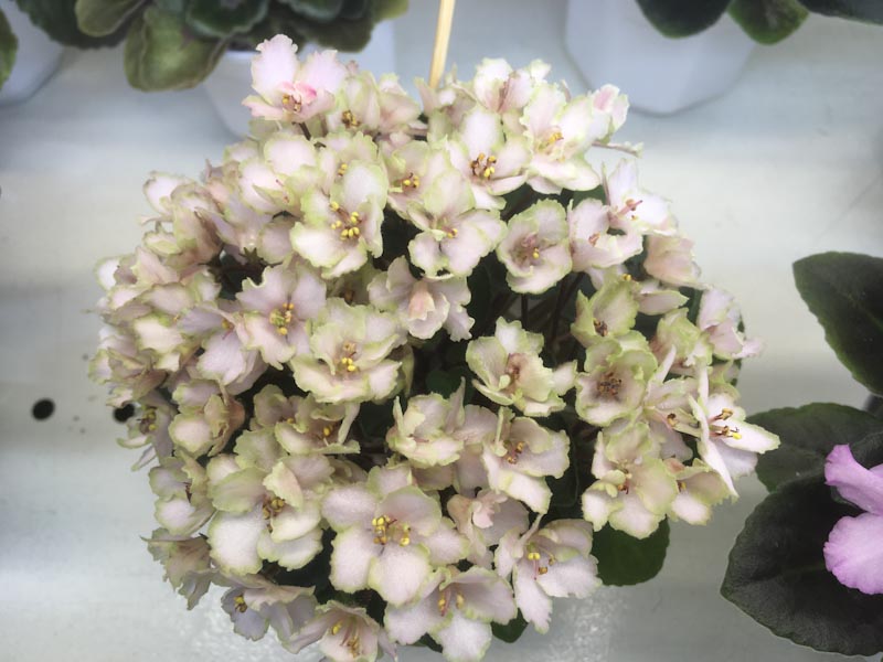 Щедрина Emerald Pink (мини).jpg