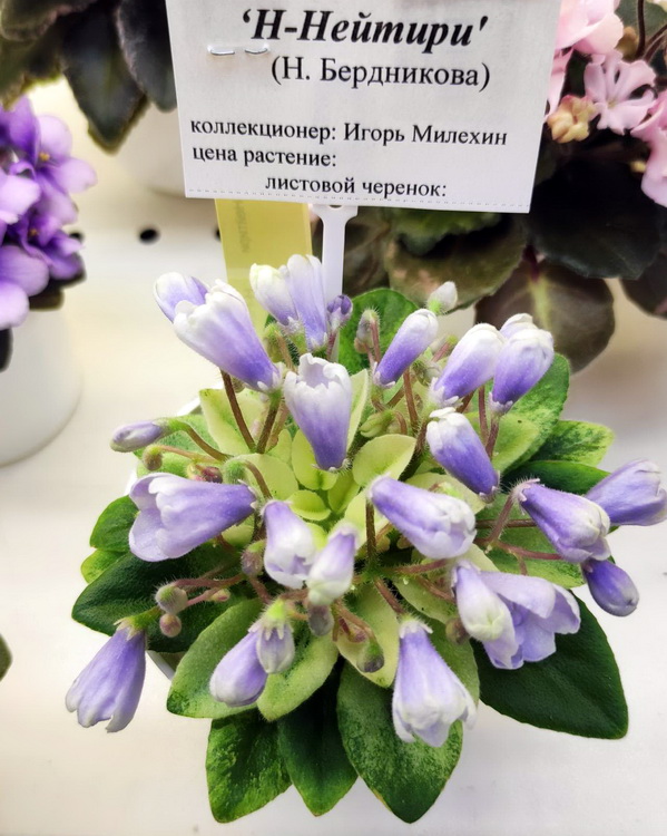 1678387167029.jpg