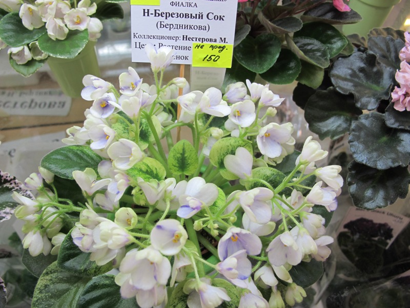 Н-Березовый Сок (Кол. Нестерова).JPG